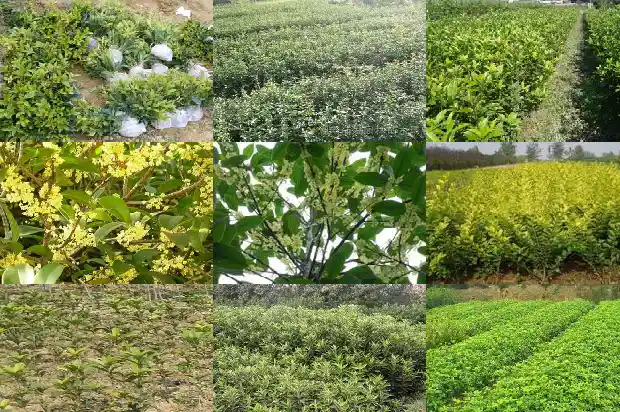 桂花树批发多少钱一斤价格1690072387418