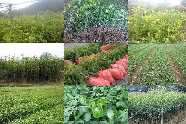 摘桂花会影响树吗1687134799238
