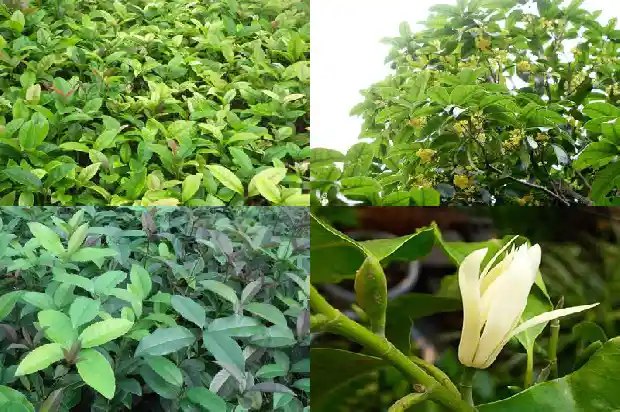 桂花销售信息怎么写好看一点1687134858639