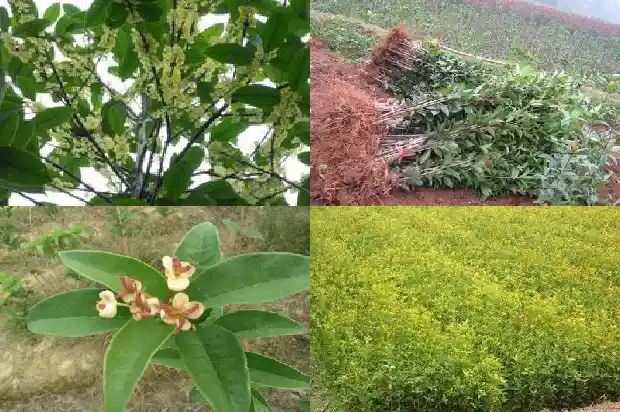 庭院能种桂花吗 风水1688432554798