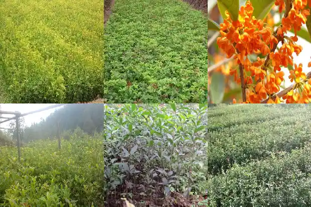 桂花求购信息怎么写好看1687134916238