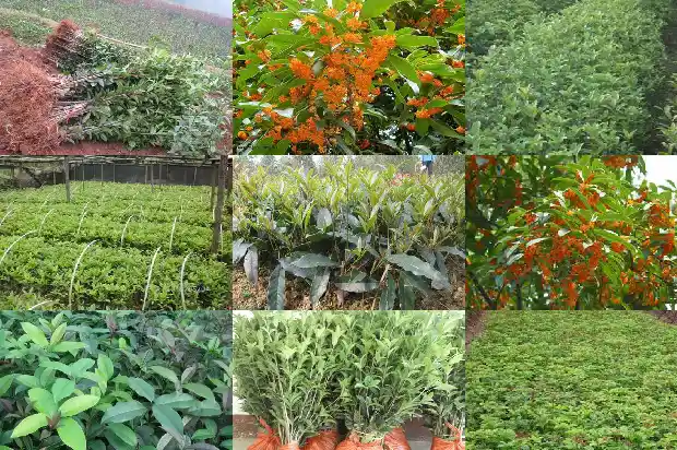 桂花是珍稀植物吗1688435761533