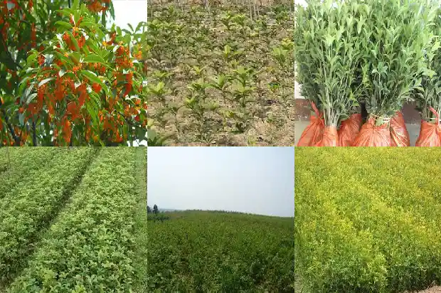 桂花科技有限公司招聘1687134955274