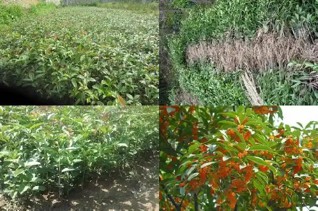 桂花科技有限公司招聘1687134955322