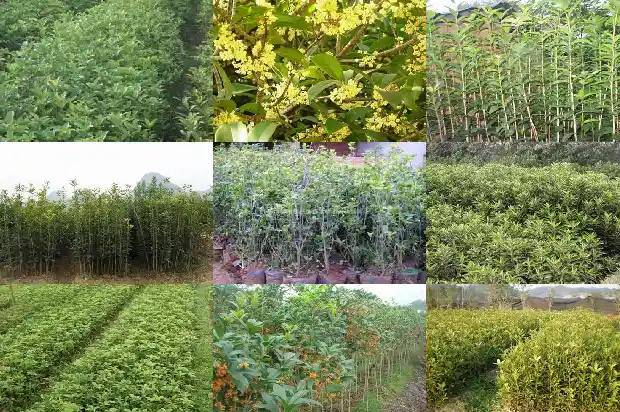 桂花科技有限公司招聘1687134955369