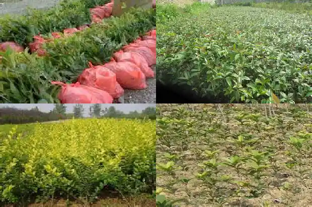 桂花股份公司多少钱一股1687134972709