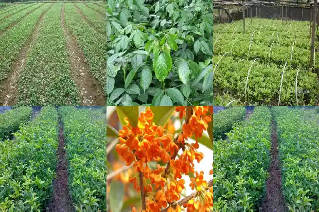 桂花股份公司简介1687134989450