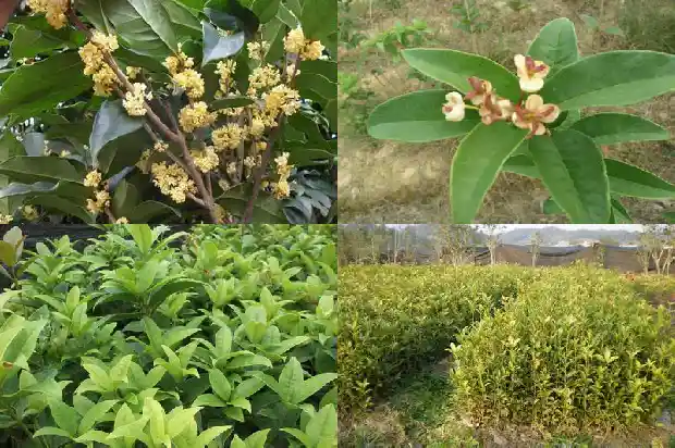 桂花股份公司简介1687134989546