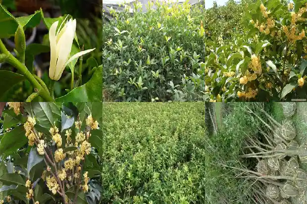桂花建材有限公司1687135030334