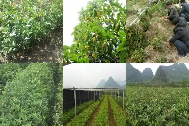 桂花什么时间种植最好活1688605139622