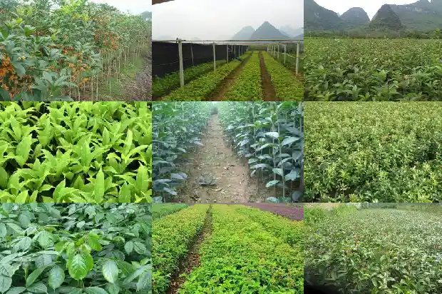桂花连锁集团在线阅读1687135051703