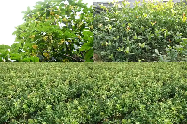 桂花连锁集团在线阅读1687135051844