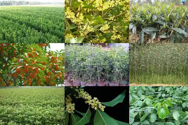 桂花连锁集团怎么样1687135069374