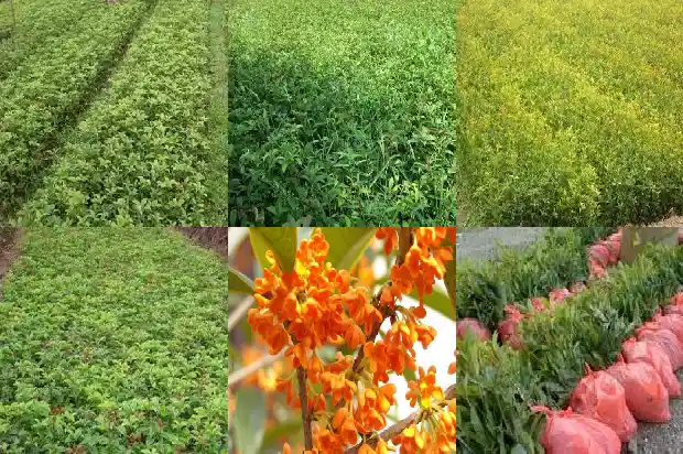 桂花的详细资料1687135088958