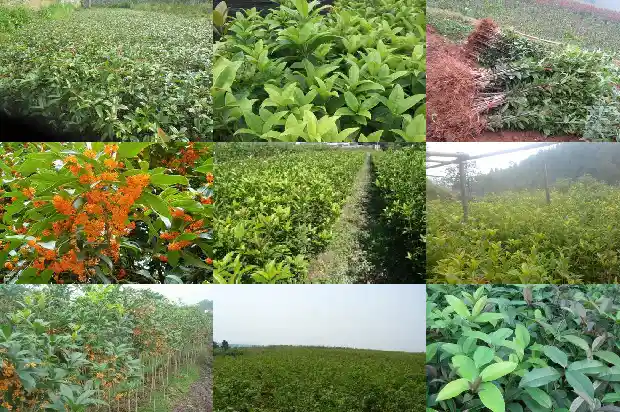 桂花的详细资料1687135089005