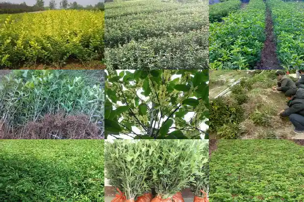 桂花资料卡1687135110337