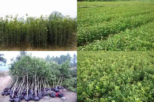 桂花资料10字简介1687135127392