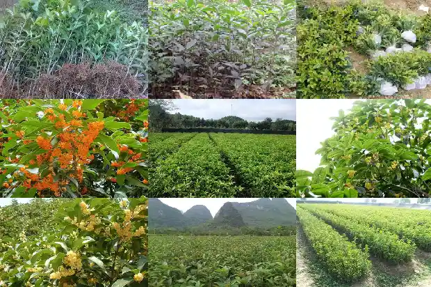 大桂花树苗价格多少钱1689985419516