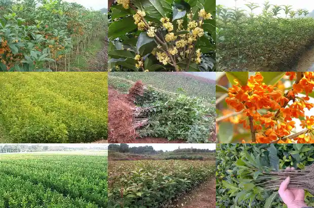 桂花的市花1687135169082