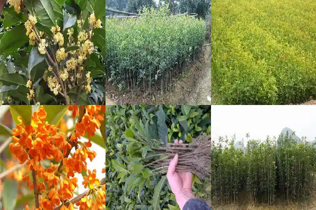 桂花百科全书1687135230089