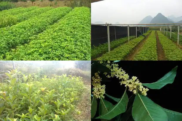 桂花有何作用与功效禁忌1689381389717