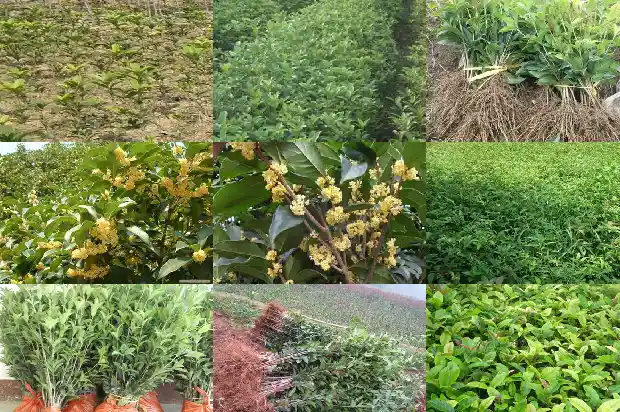 桂花的一些资料1687135268486