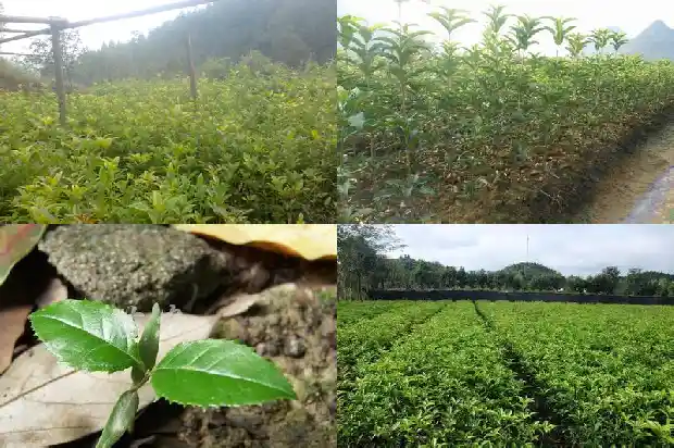 桂花的一些资料1687135268533