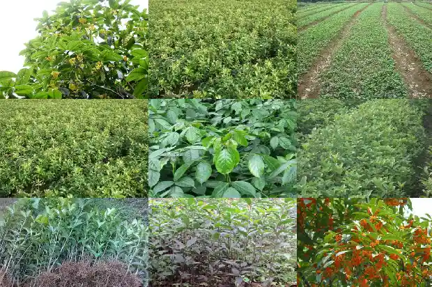 桂花的一些资料1687135268581