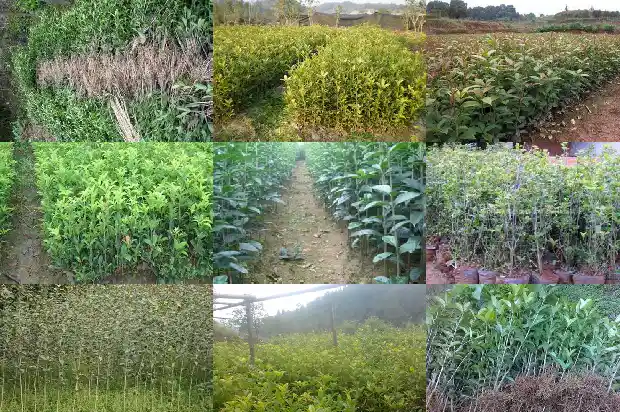 桂花的一些资料1687135268629