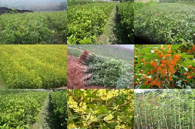 关于桂花的所有信息1687135290750