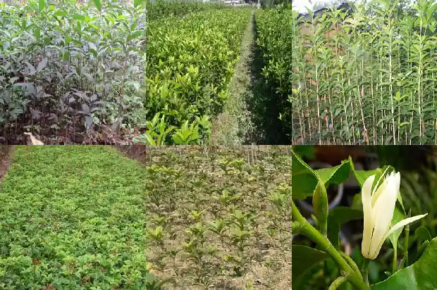 关于桂花的所有信息1687135290844