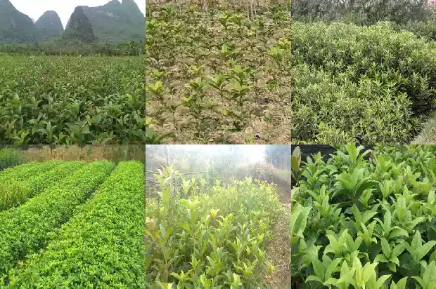 桂花具体资料介绍1687135310193
