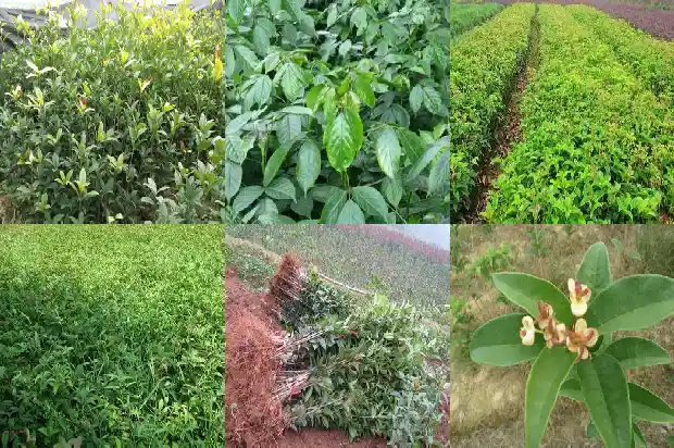 桂花具体资料介绍1687135310241
