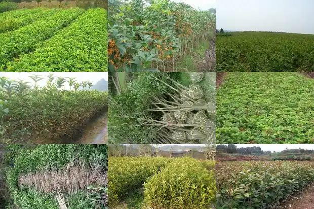 桂花的全部资料1687135331467