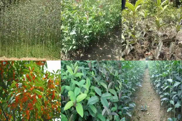 桂花的全部资料1687135331515
