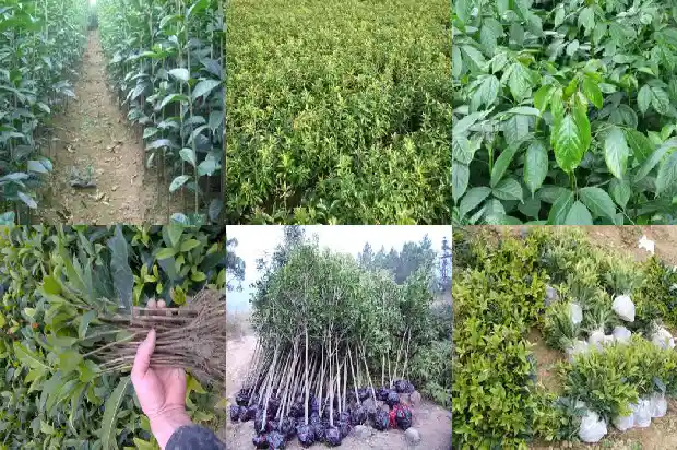 桂花批发市场在哪里啊1687135355635