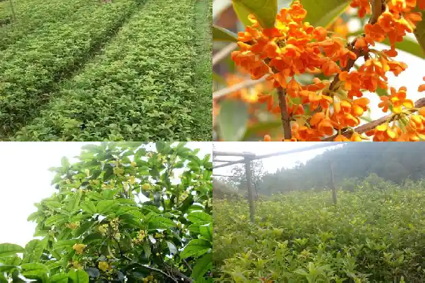 桂花批发市场在哪里啊1687135355681