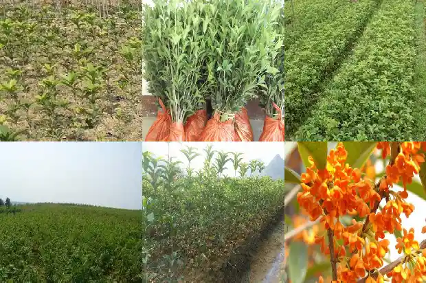 桂花最新价格行情走势1687135415484