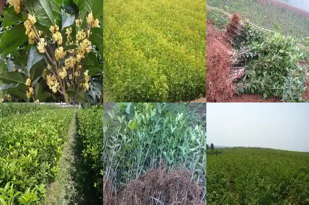 桂花最新价格行情走势1687135415531