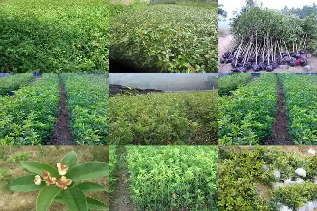 桂花最新价格行情走势1687135415579
