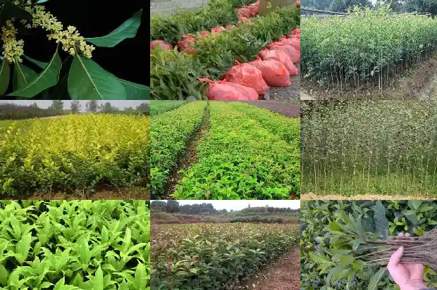 桂花最新价格行情走势1687135415626