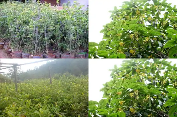桂花香多少钱一克1687135435101