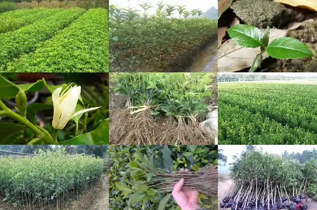 桂花香多少钱一克1687135435149