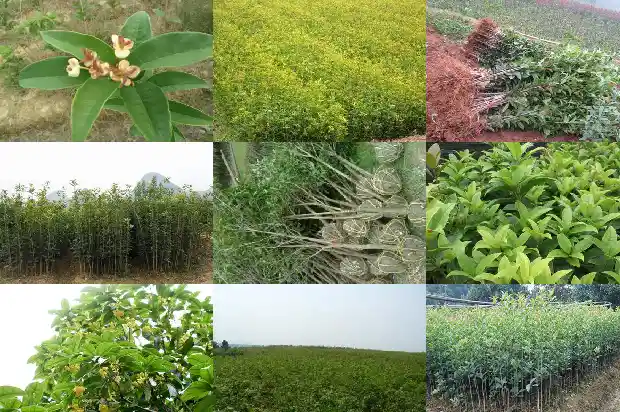 盆栽金桂花树苗价格多少一棵好养1687135473122