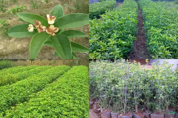 15公分的桂花树多少钱一盆1689640473697