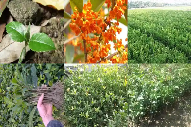 桂花树报价多少钱一棵呢怎么算成本1687135533786