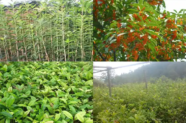 桂花树报价多少钱一棵呢怎么算成本1687135533881