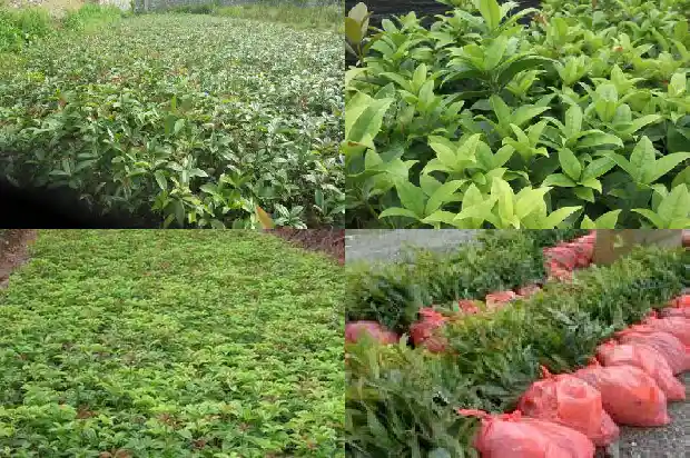 金桂花露多少钱一瓶1687135549380