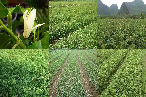 金桂花露多少钱一瓶1687135549428