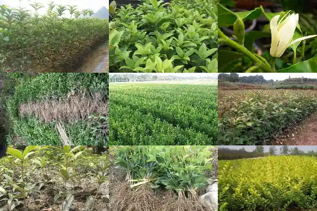 河南桂花树价格最新价格表1689985775934